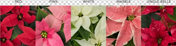 Wholesalepoinsettias Poinsettiacolours - Poinsettia