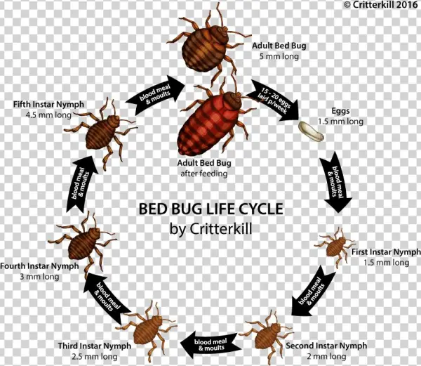 Bedbug Lifecycle Lrg