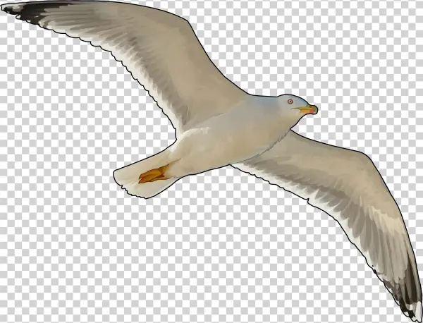 Canario Volando