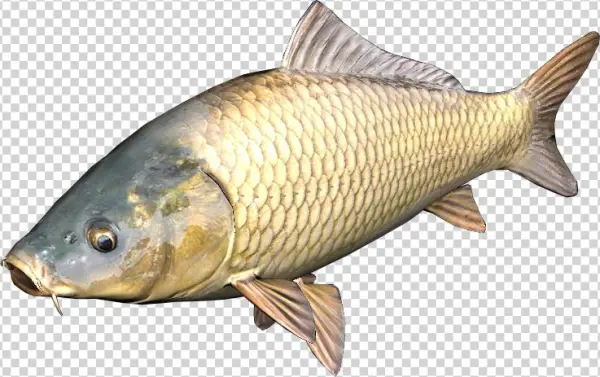 Carp Png