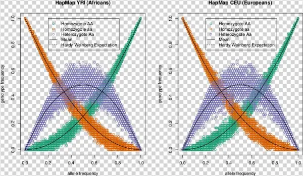 Demonstrating Hardy-weinberg Proportions Using 10,000