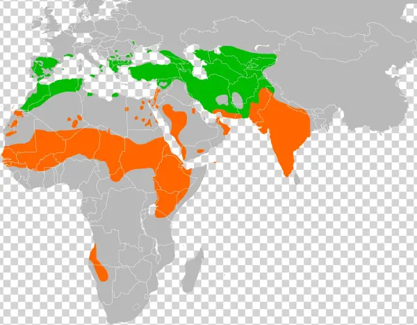 Neophron Percnopterus Distribution