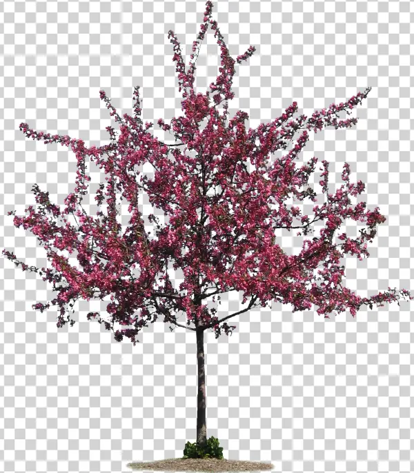 Tall Pine Tree Png