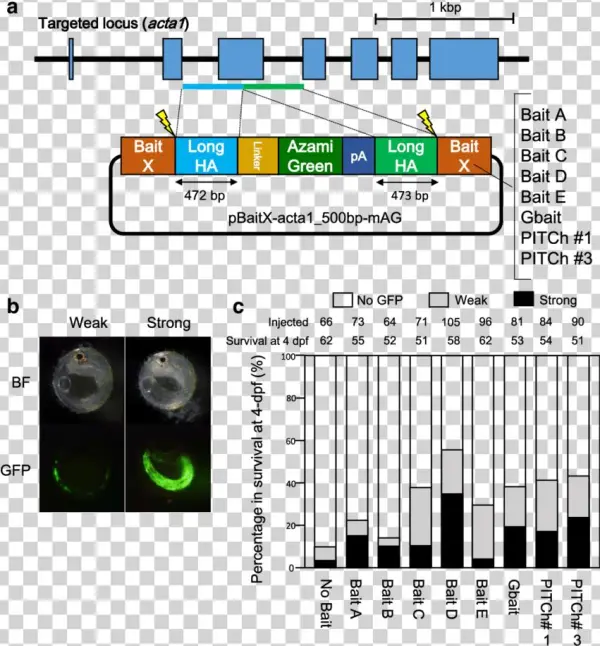 Comparison Of The Efficiencies Of Targeted Gene Integration