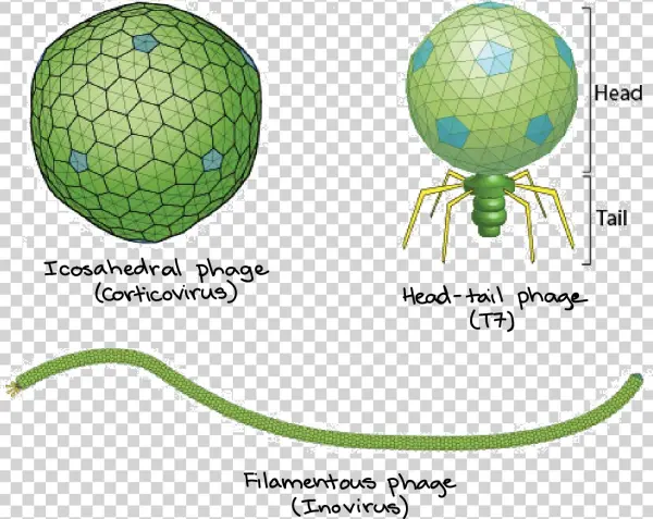 Icosahedral Phage, Head-tail Phage, And Filamentous