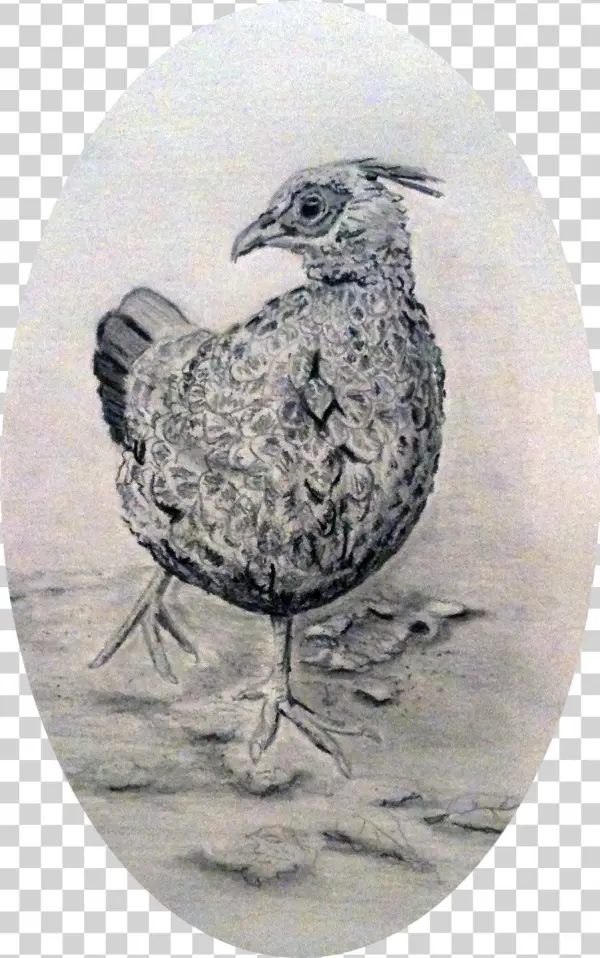 Pheasant Pencil Drawing