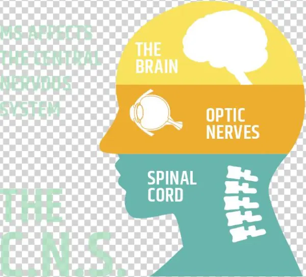 Centeral Nervous System