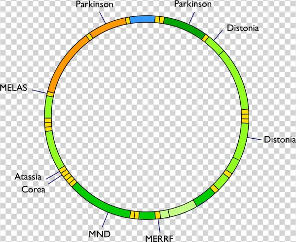 Mitochondrial Dna And Diseases