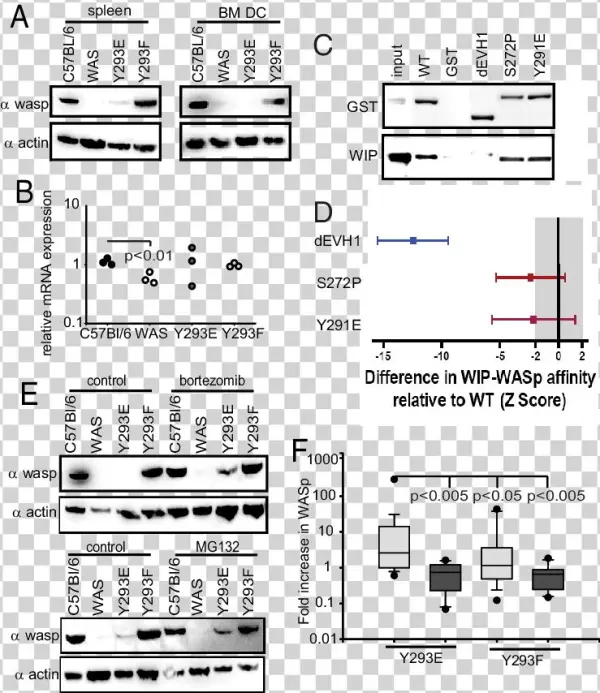 Mutation Of Y293 Dramatically Alters Wasp Protein Levels