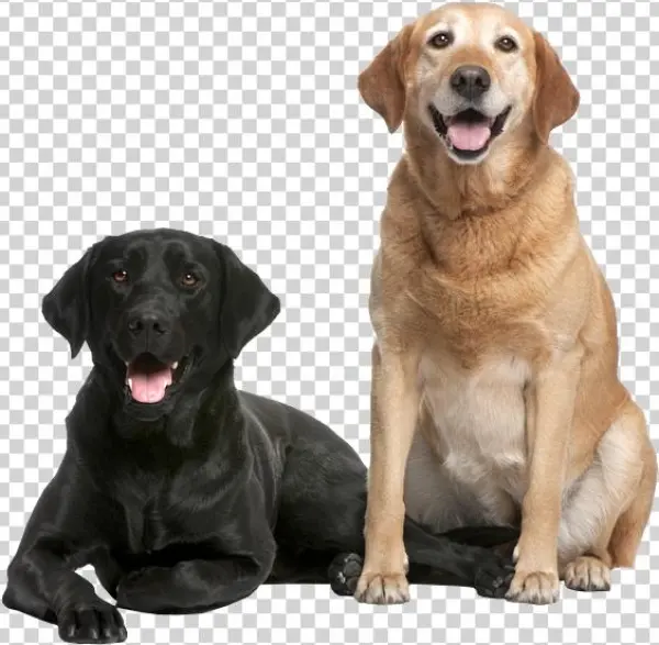 Pet Png