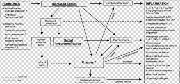 Synopsis Of Factors Involved In The Pathogenesis Of