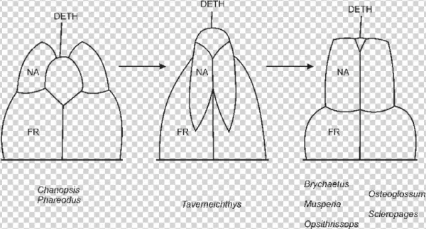 The Evolution Of The Snout Pattern Within The Osteoglossidae,