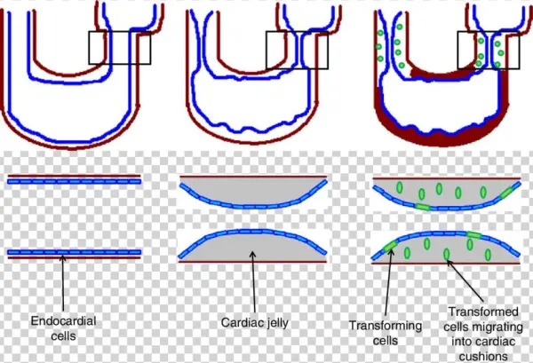 Illustration Of Emt In The Developing Heart