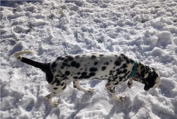 Adult Rate - Snow