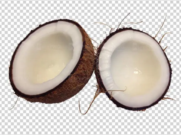 Cocunut Tree Png