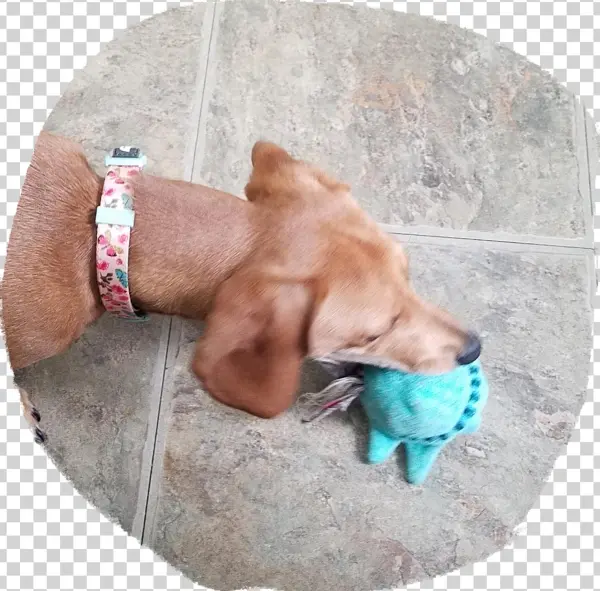Helpful Not Helpful 0 Person Found This Helpful - Vizsla