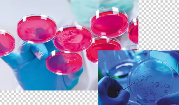 Agar - Cell