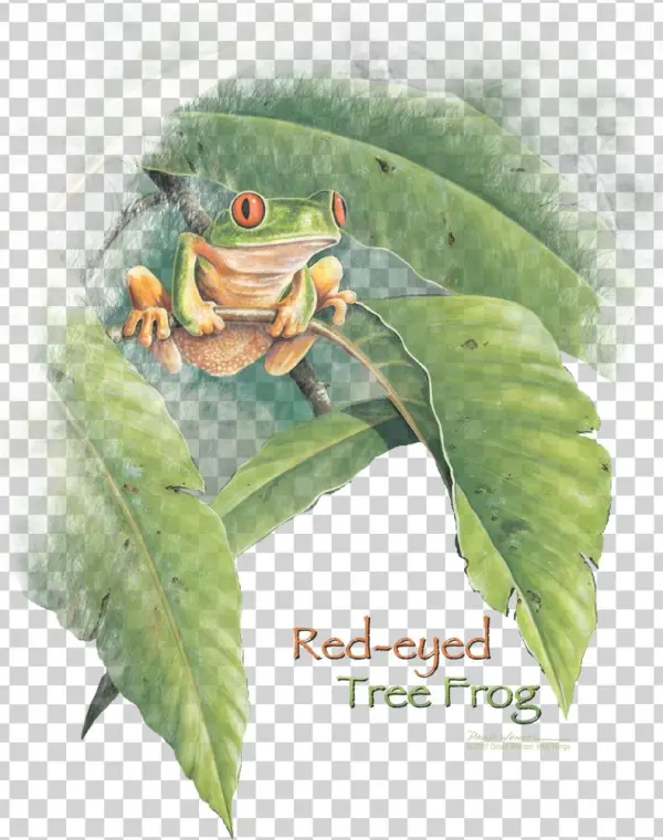 Available On These Products - Agalychnis