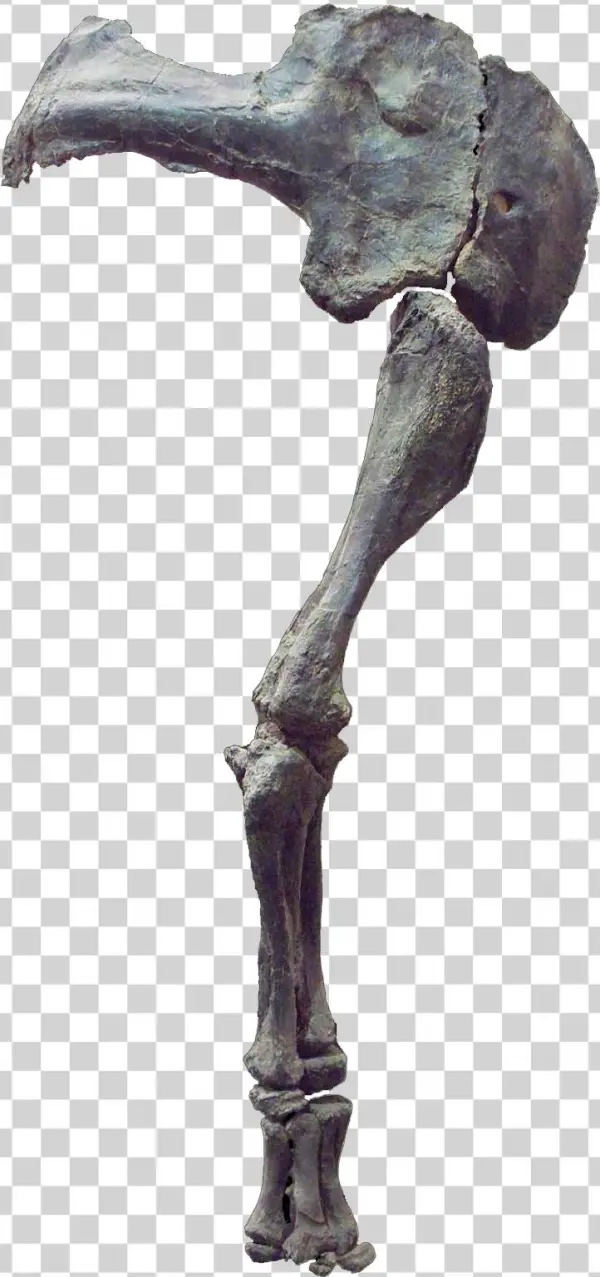 Camarasaurus Arm - Macro Photography