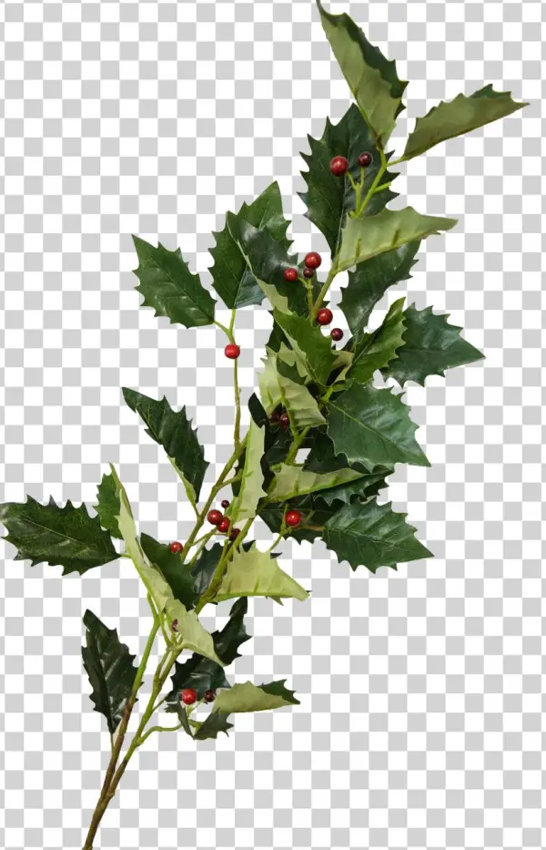 Larger / More Photos - Currant