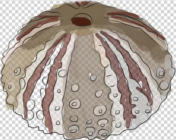 Sea Urchins - Illustration
