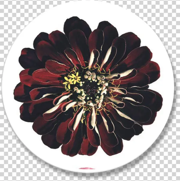 Vintage Flowers - Common Zinnia