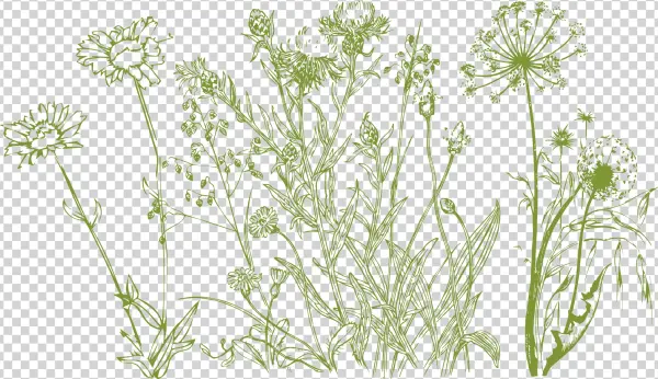 2322 X 1325 1 - Buttercup