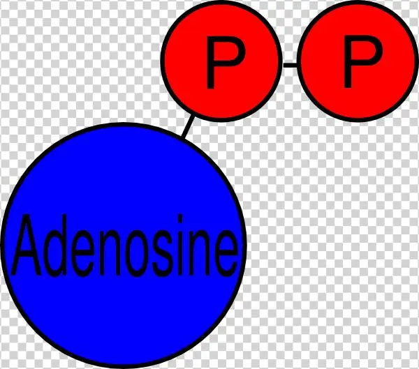 Adp Clip Art - Adenosine Diphosphate Clip Art