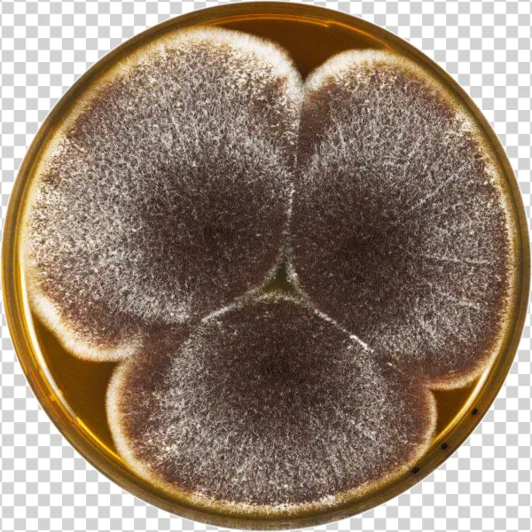 Aspergillus Aculeatinus Meaox - Heart