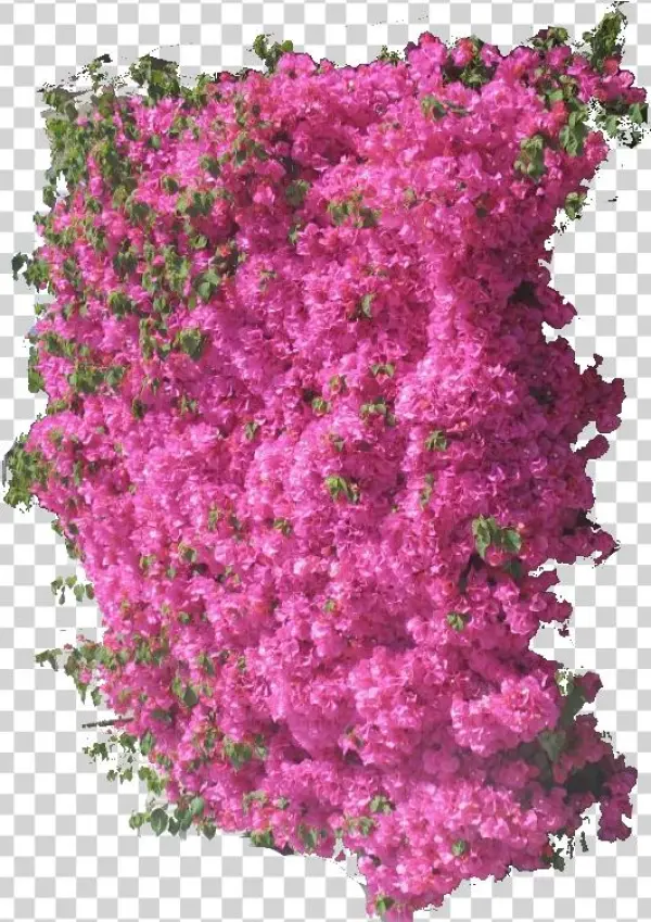 Bouganvilla
