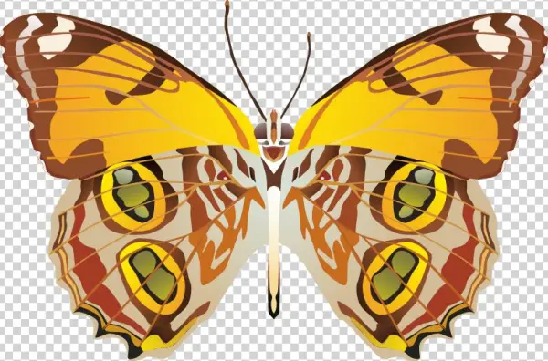 Butterfly Png Images