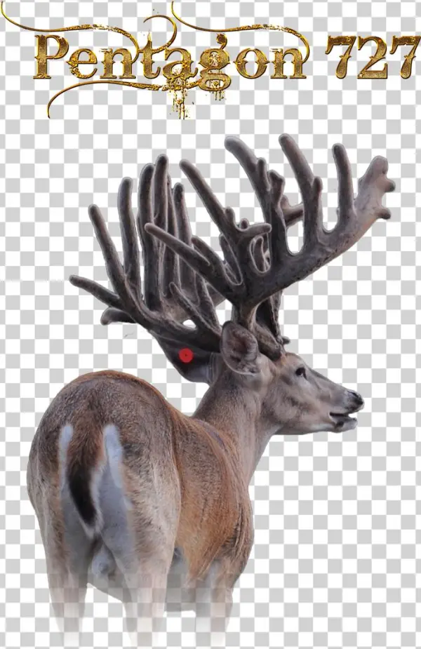 Elk