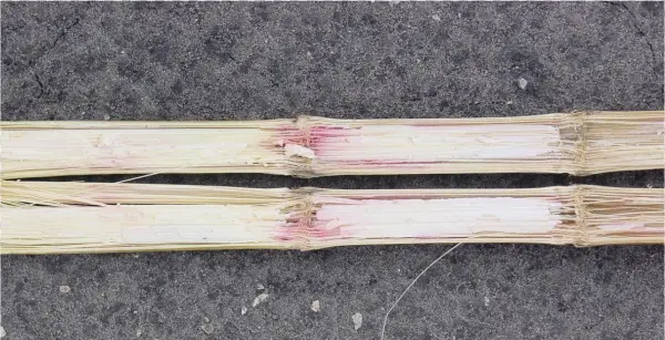 Gabberella Stalk Rot