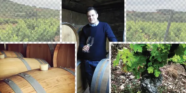 Jose Antonio García - Vineyard