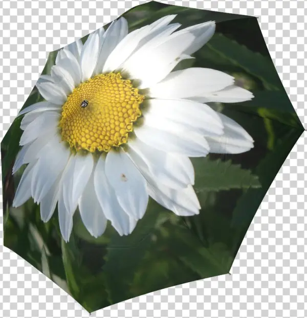 Oxeye Daisy