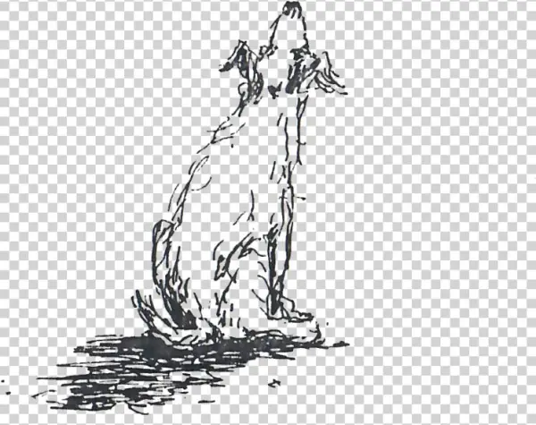 Pet - Sketch