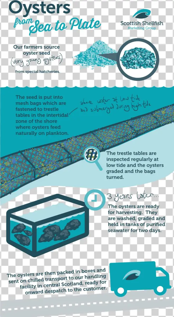 Scottish Shellfish - Brochure