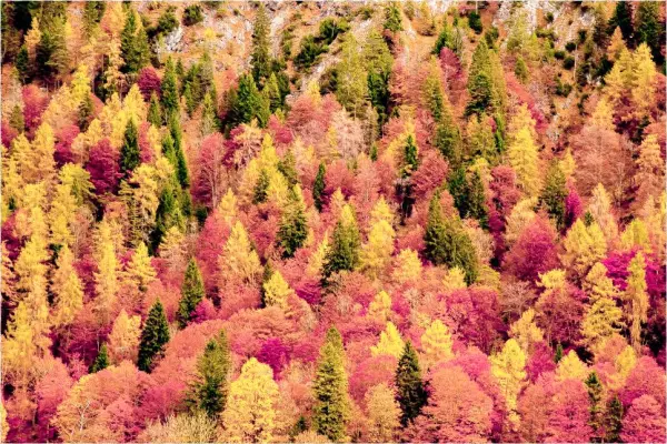 Trees Sticker - Chrysanths