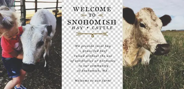 Banner - Dairy Cow