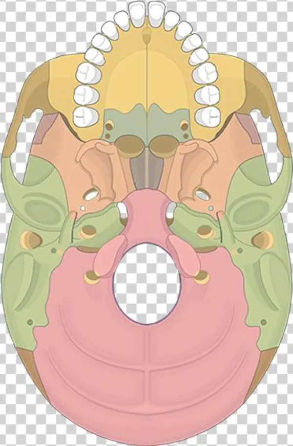 Bone Markings Quiz Bones View Featured Image - Pterygoid Process