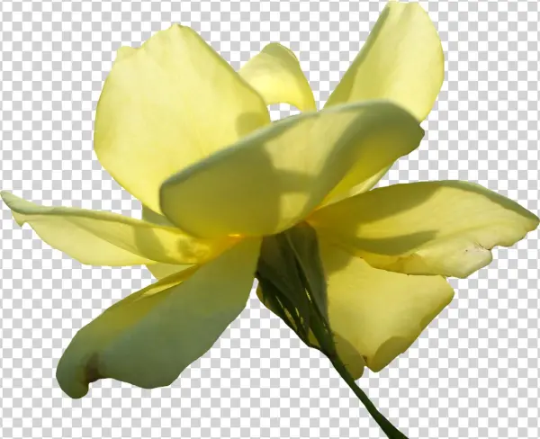 Image - Chelidonium