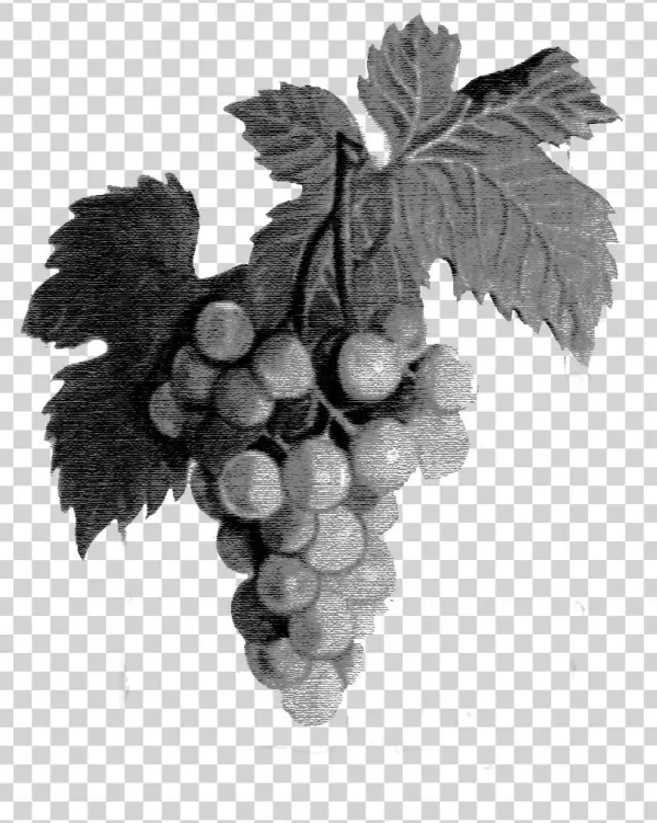 Local Support - Seedless Fruit
