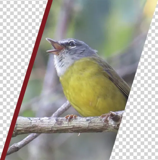Second Bird Slide - Emberizidae