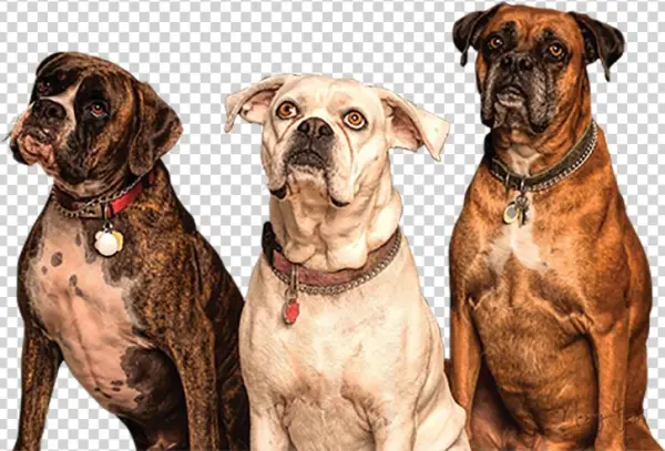 Dogs