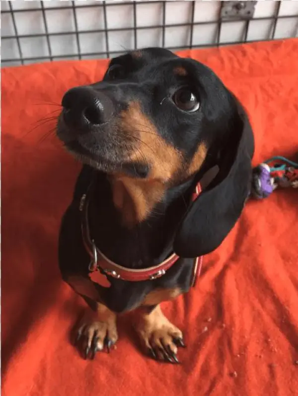 Donate To Petrescue - Dachshund