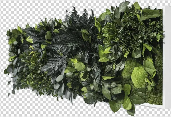 Jungle Image - Houseplant