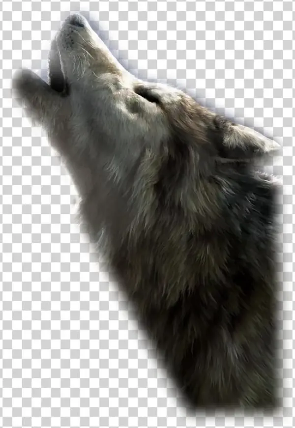 Photo Sorensen Designsmistsept165-10 - Wolfdog