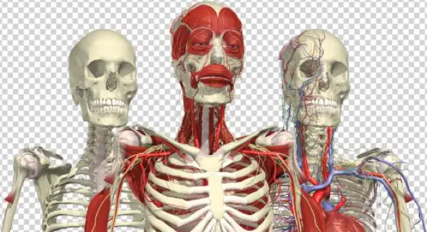 Anatomy Png
