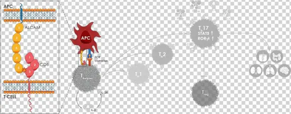 Co Stimulation Occurs Through The Binding Of Alcam - Cd6 Alcam