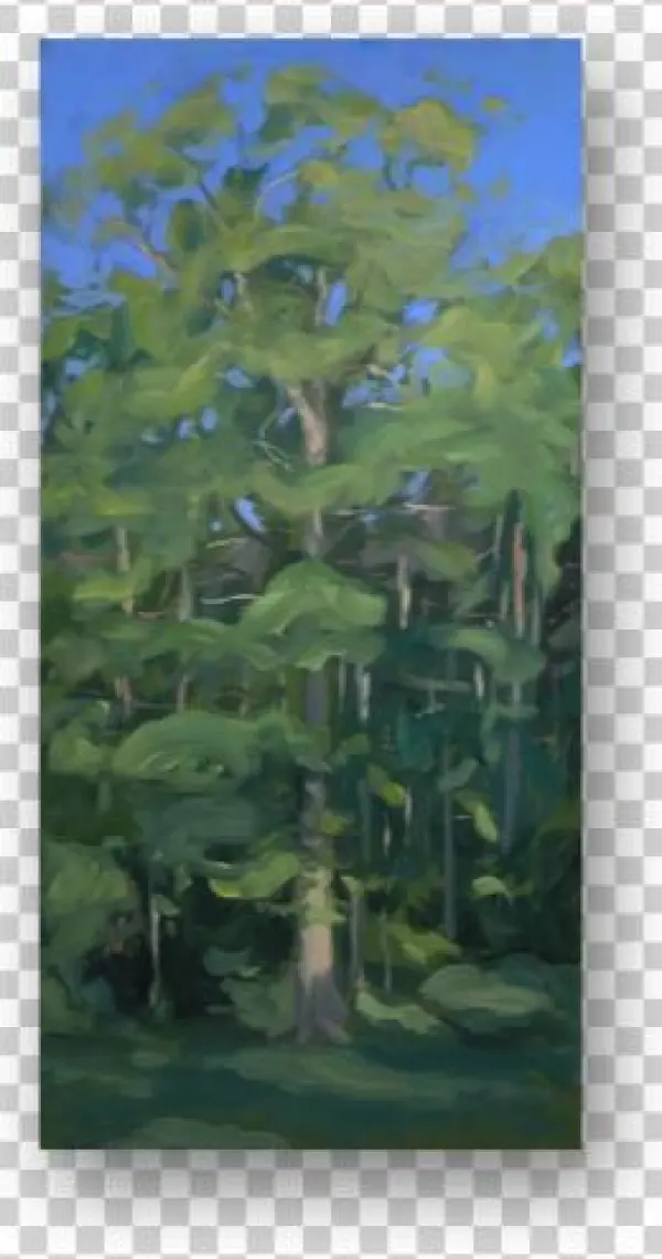 Oak In The Early Morning Plein Air - Oak